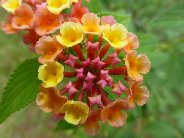 fleur-coloree-dalat